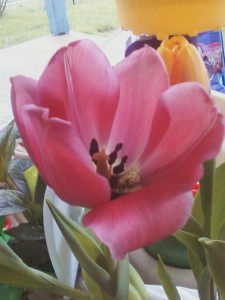 flower