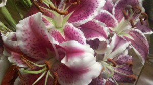 flowers 002